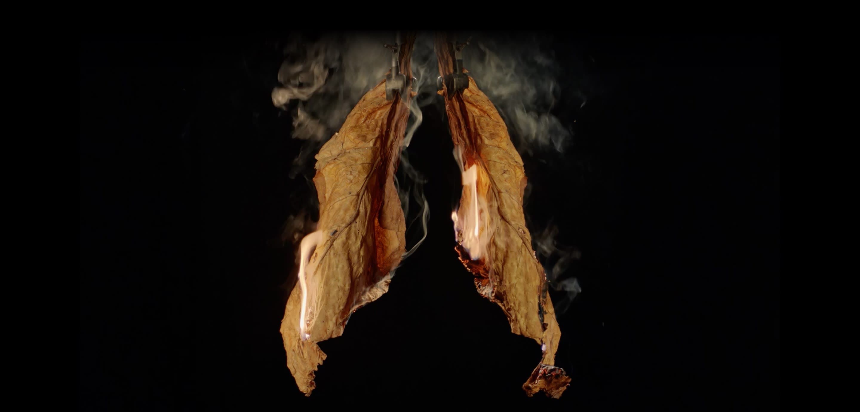 Dried tobacco arranged in the shape of lungs burns