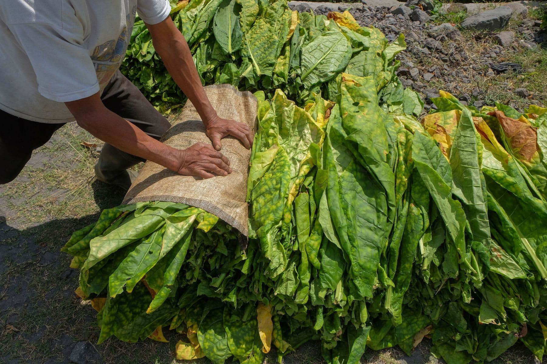 A farmer rolling up large tobacco leaves in a field
